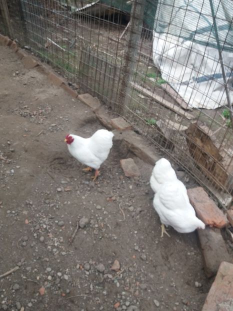  - Wyandotte pitic alb