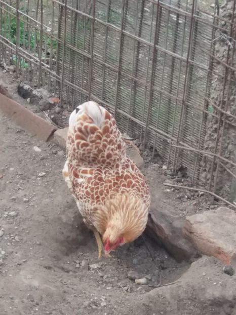  - Wyandotte pitic alb-galben