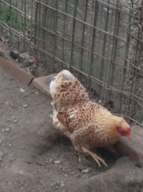  - Wyandotte pitic alb-galben