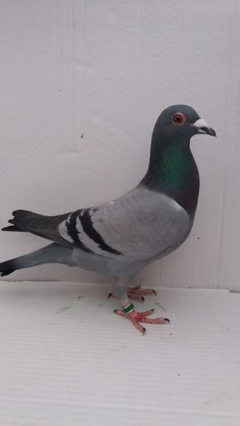 F 2018 vanduta - De! voiajori vanduti