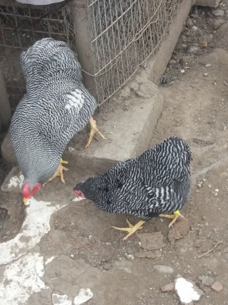  - Wyandotte pitic barat