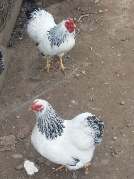  - Wyandotte pitic herminat deschis