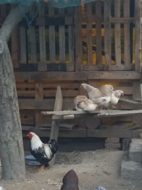  - Wyandotte pitic somon