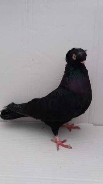 M 2018 - Por bimotati