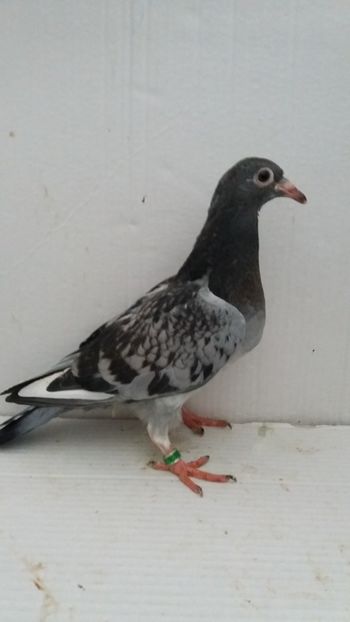 vandut - De vanzare voiajori pui 2019