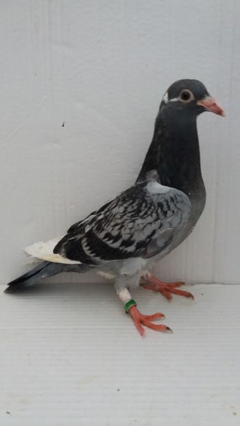 vandut - De vanzare voiajori pui 2019
