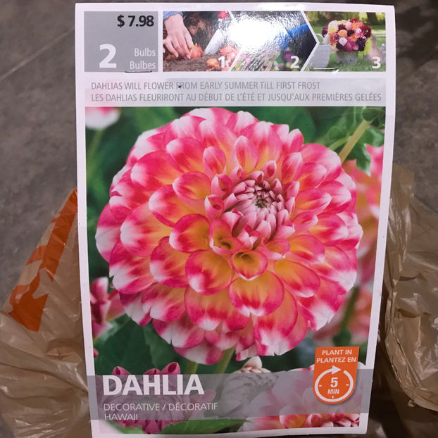  - Jurnalul gradinii 2019