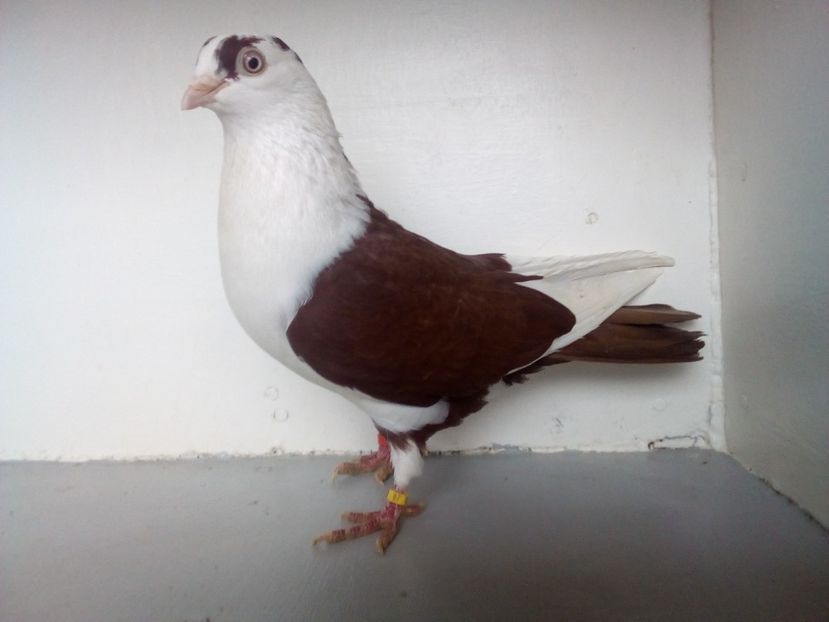  - jucatori de galati pe ros