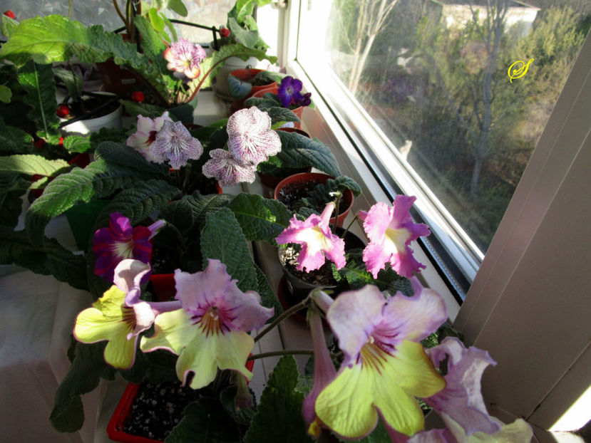  - Streptocarpusi 2019