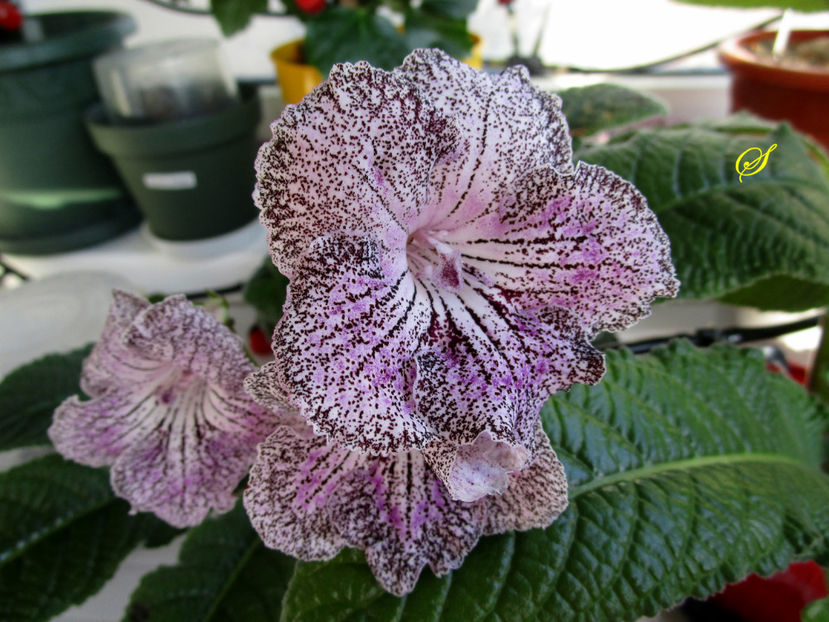  - Streptocarpusi 2019