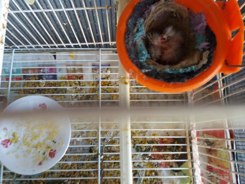 Pui malinois 22.03.2019 - Canari Malinois 2019 - 2020