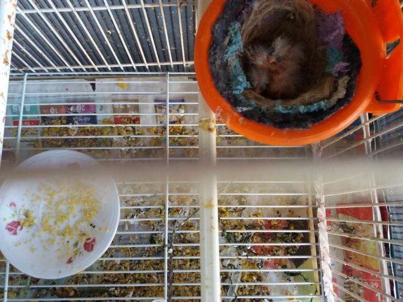 Pui malinois 2019.22.03. - Canari Malinois 2019 - 2020