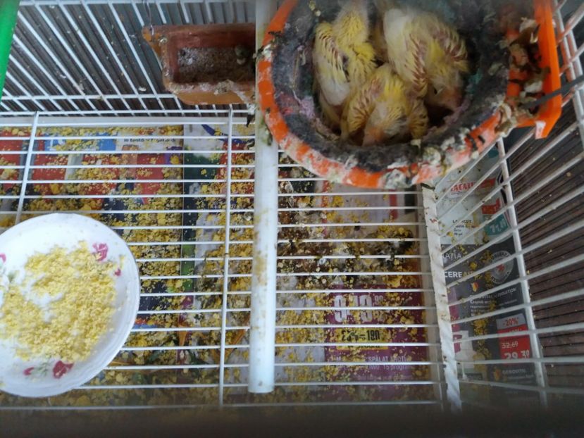 Pui 13.03.2019 - Canari Malinois 2019 - 2020