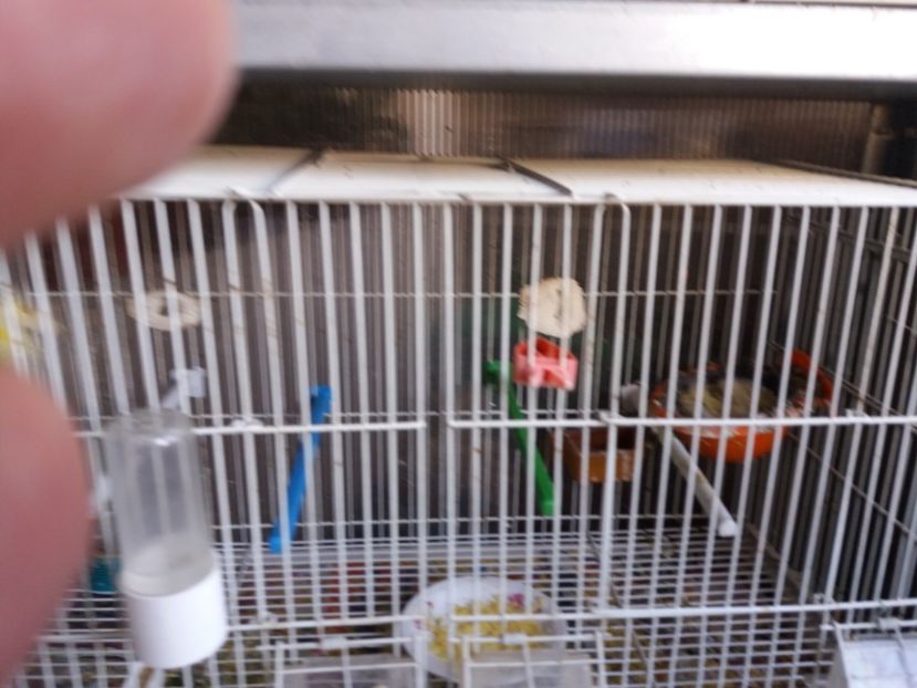 13.03.2019 - Canari Malinois 2019 - 2020