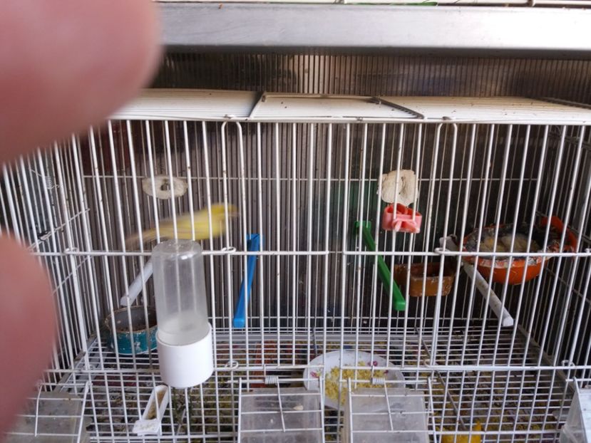 13.03.2019 - Canari Malinois 2019 - 2020