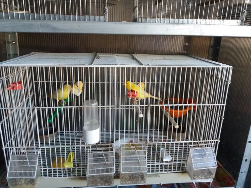 22.03.2019 - Canari Malinois 2019 - 2020