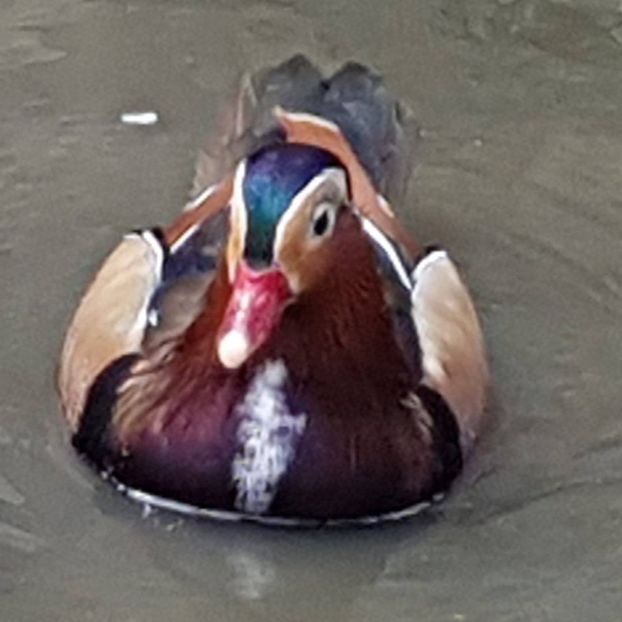 mandarin negru - RATE EXOTICE