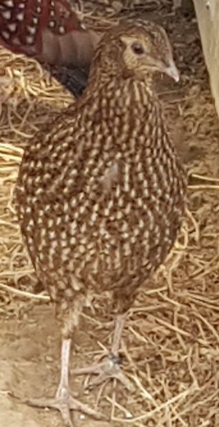 fata tragopan temik - FAZANI