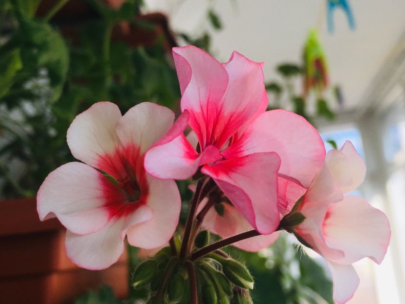 5D675671-1E09-43D3-8FF4-FB9E7A4BEB35 - Flori 2019