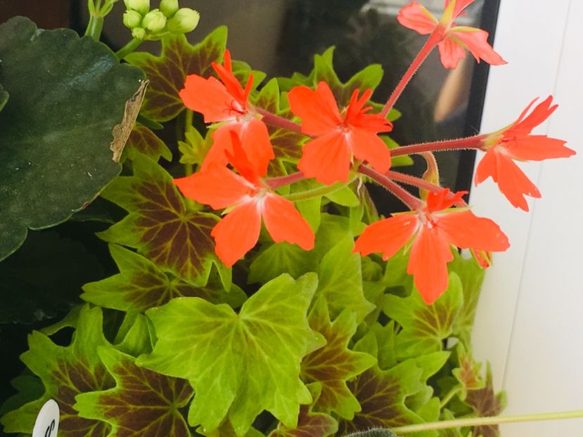 48BD8959-7DAE-4450-A5F4-96CF0711E802 - Flori 2019