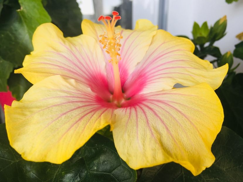 0A43660F-5149-4143-B0E3-A4920FD4D7F0 - Flori 2019