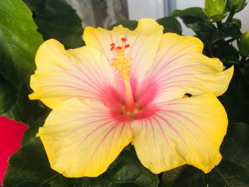 E7CA2052-B6AA-48F5-9D0C-E2FB9DDE50BE - Flori 2019