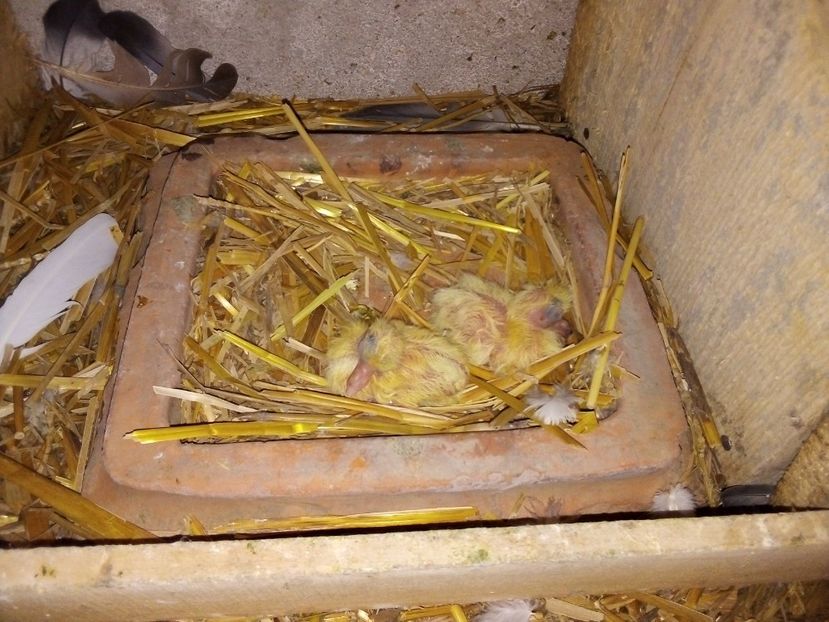  - Pui de porumbei voiajori 2019