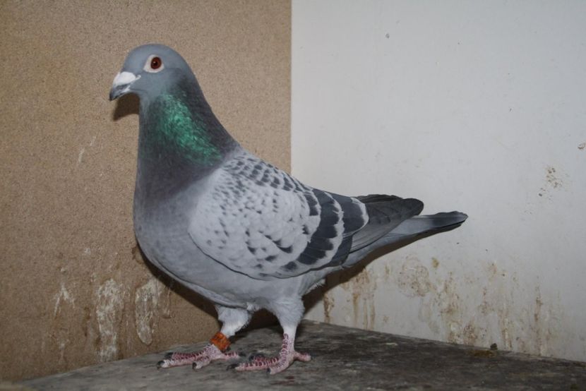 NL-14-1562111-M-RIKU 4XRIKA PEDIGREE - Perechea nr 21