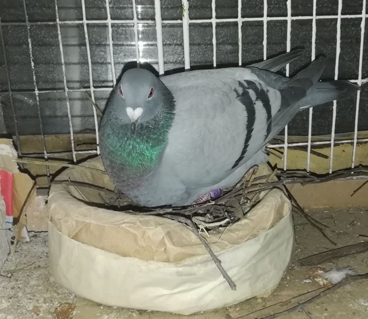  - 2019-Reproductie-8 martie