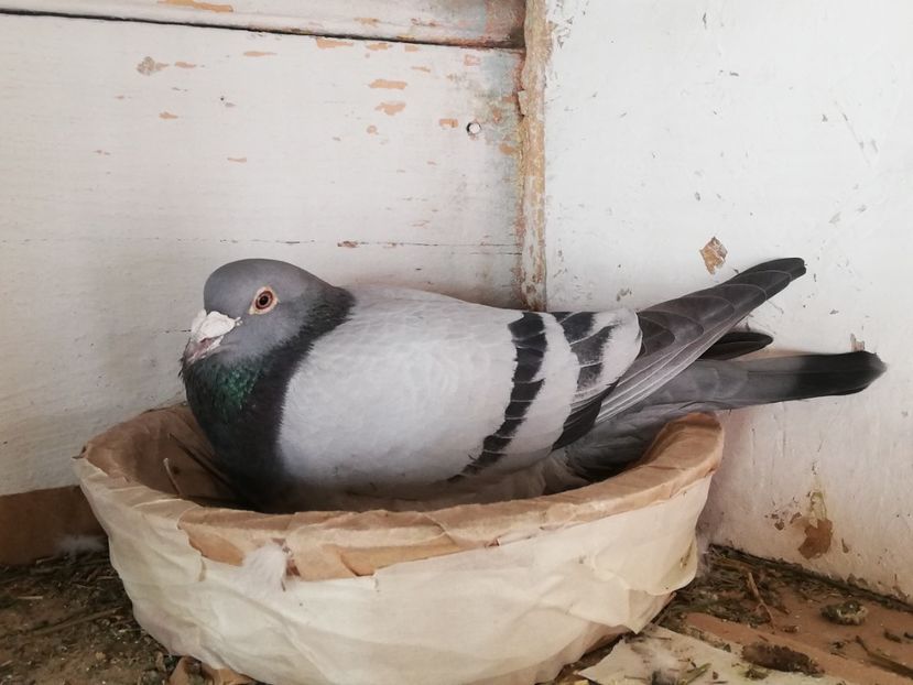  - 2019-Reproductie-8 martie