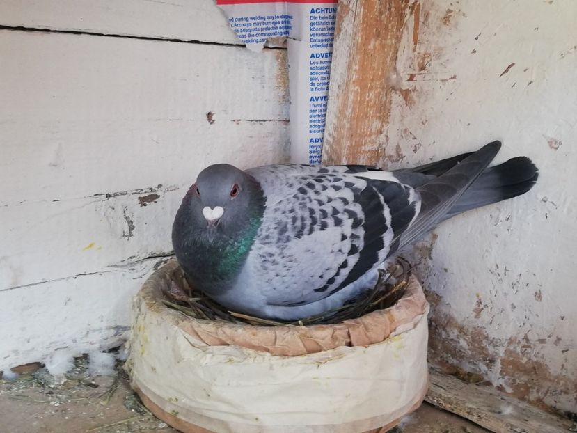  - 2019-Reproductie-8 martie