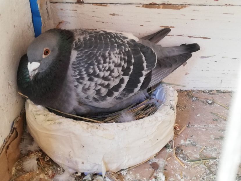  - 2019-Reproductie-8 martie