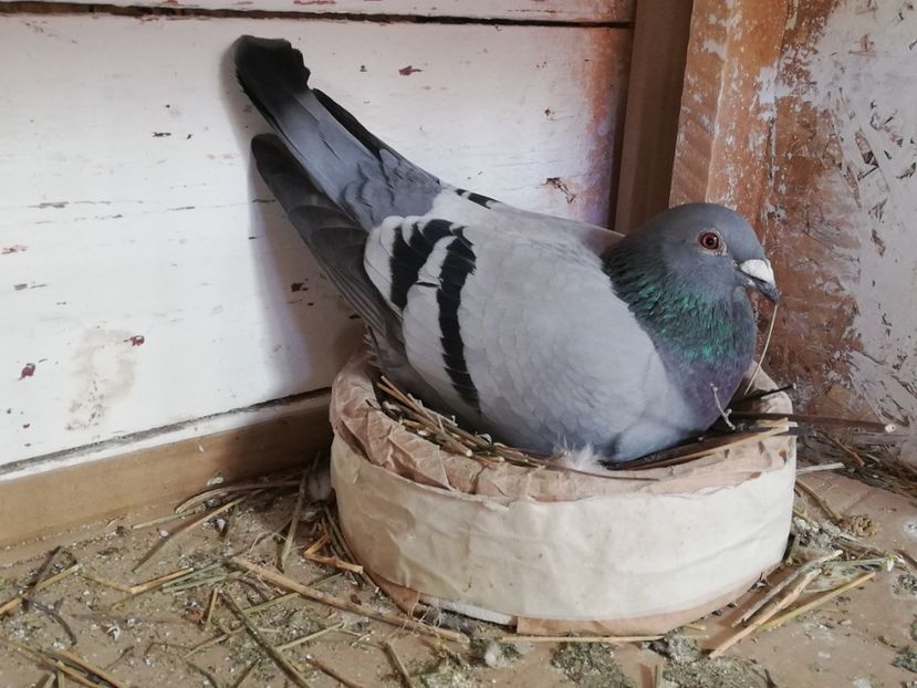  - 2019-Reproductie-8 martie