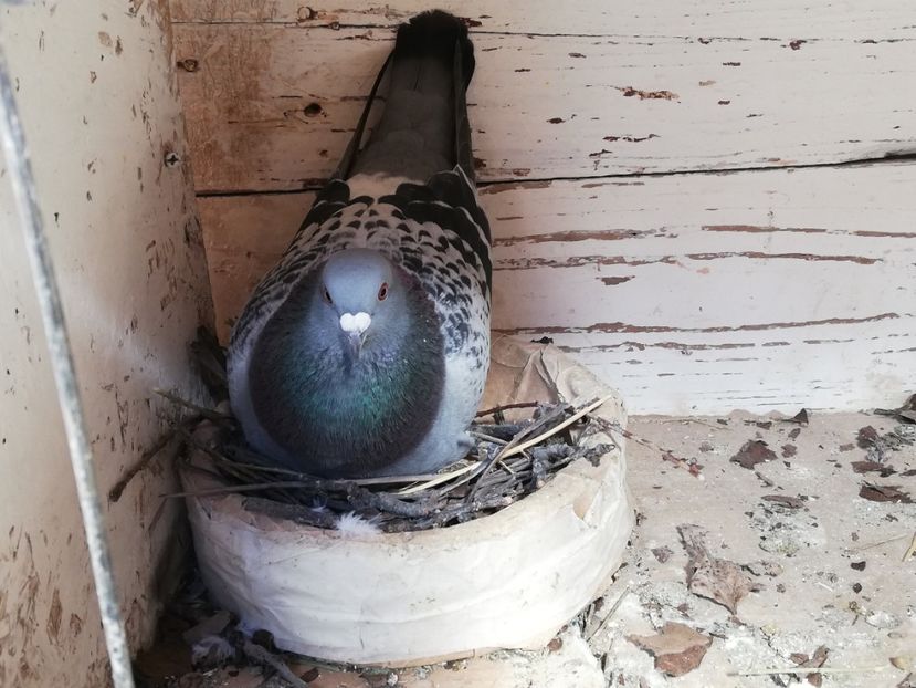  - 2019-Reproductie-8 martie