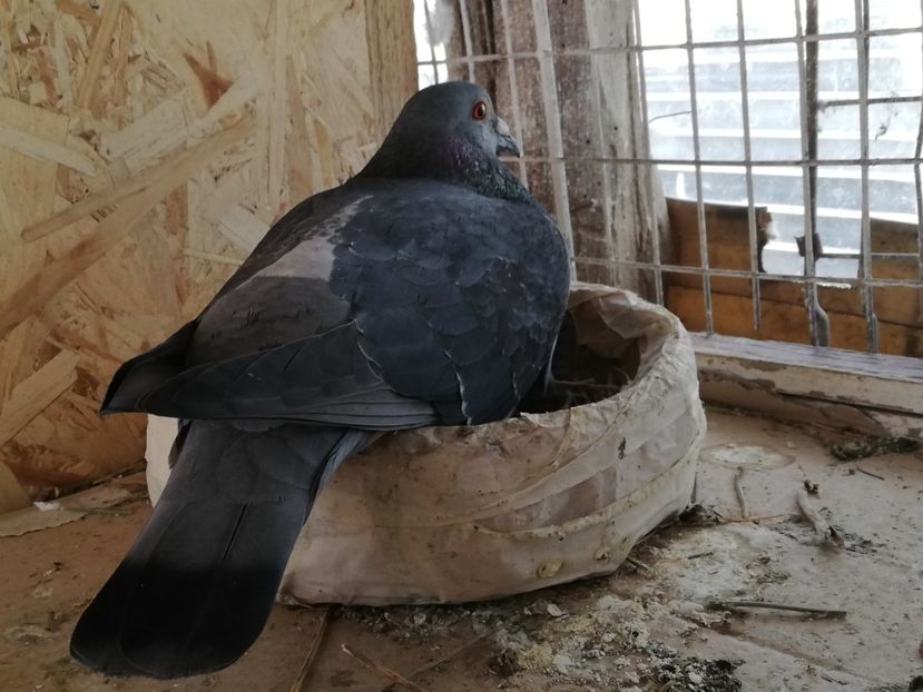  - 2019-Reproductie-8 martie