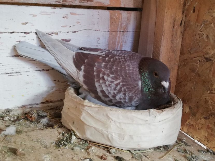  - 2019-Reproductie-8 martie