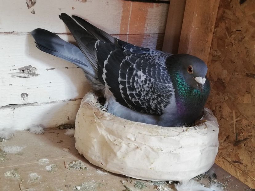  - 2019-Reproductie-8 martie