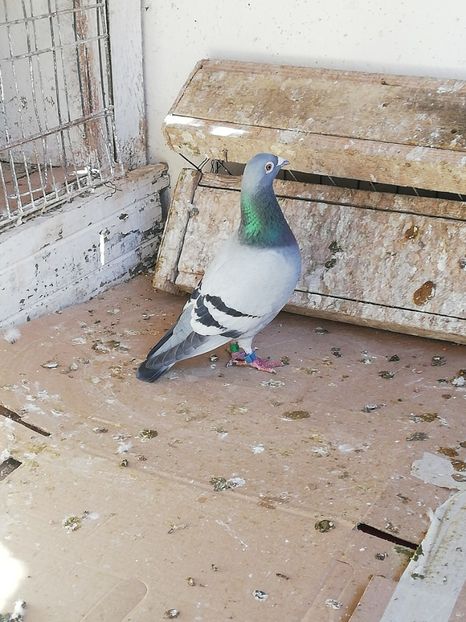  - 2019-Reproductie-8 martie