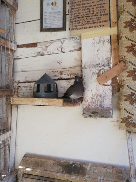  - 2019-Reproductie-8 martie