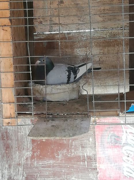  - 2019-Reproductie-8 martie