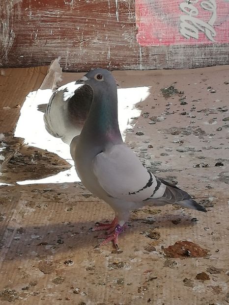  - 2019-Reproductie-8 martie