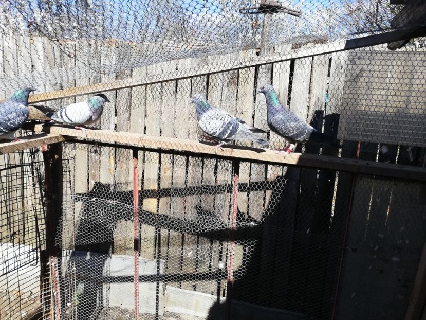  - 2019-Reproductie-8 martie