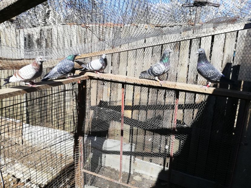  - 2019-Reproductie-8 martie