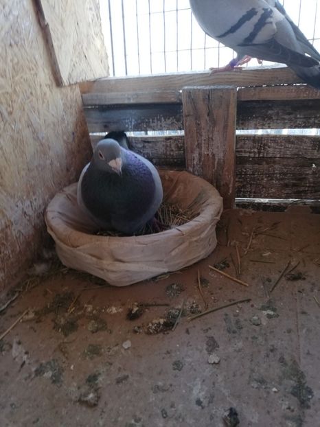  - 2019-Reproductie-8 martie