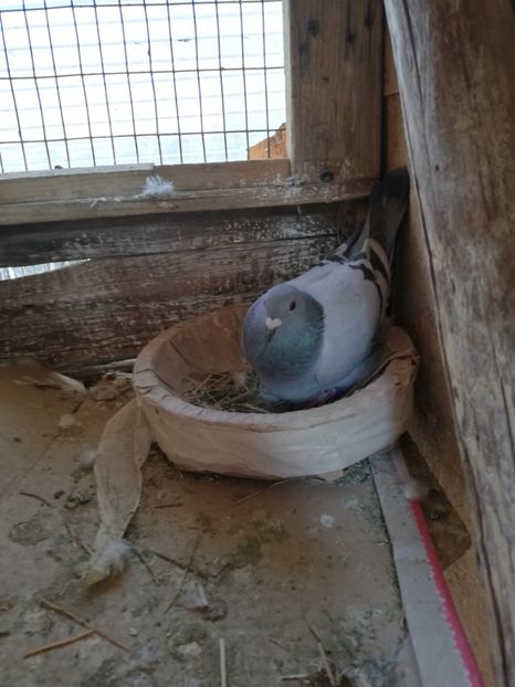  - 2019-Reproductie-8 martie