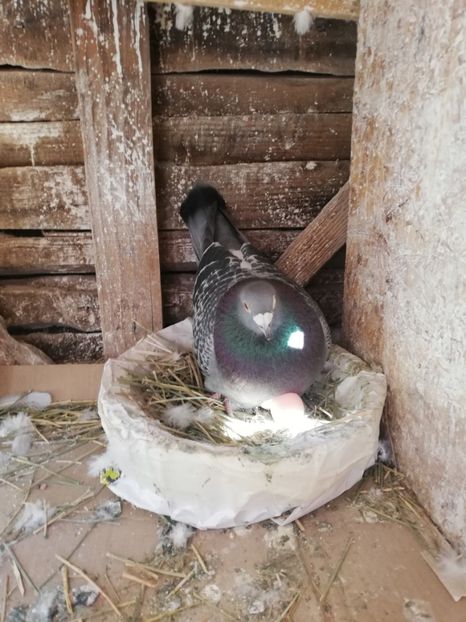  - 2019-Reproductie-8 martie