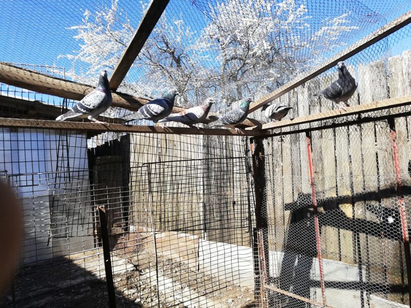  - 2019-Reproductie-8 martie