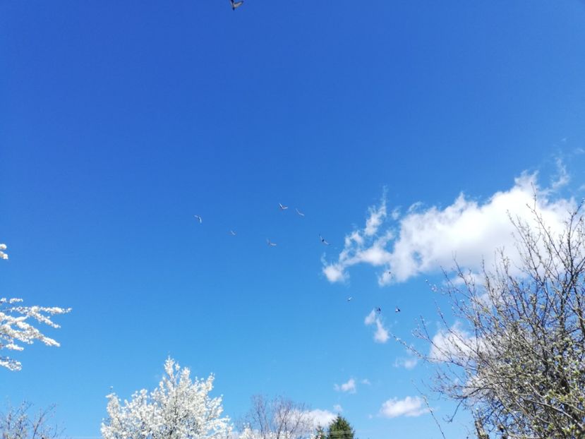  - 2019-Reproductie-8 martie