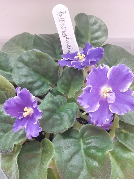  - Podevenechnaia Sport