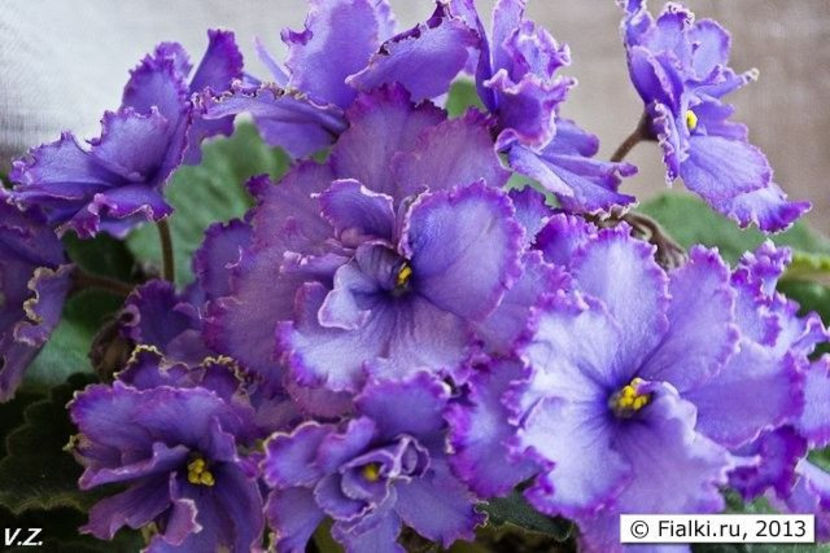 Blue Dragon - violete oana981